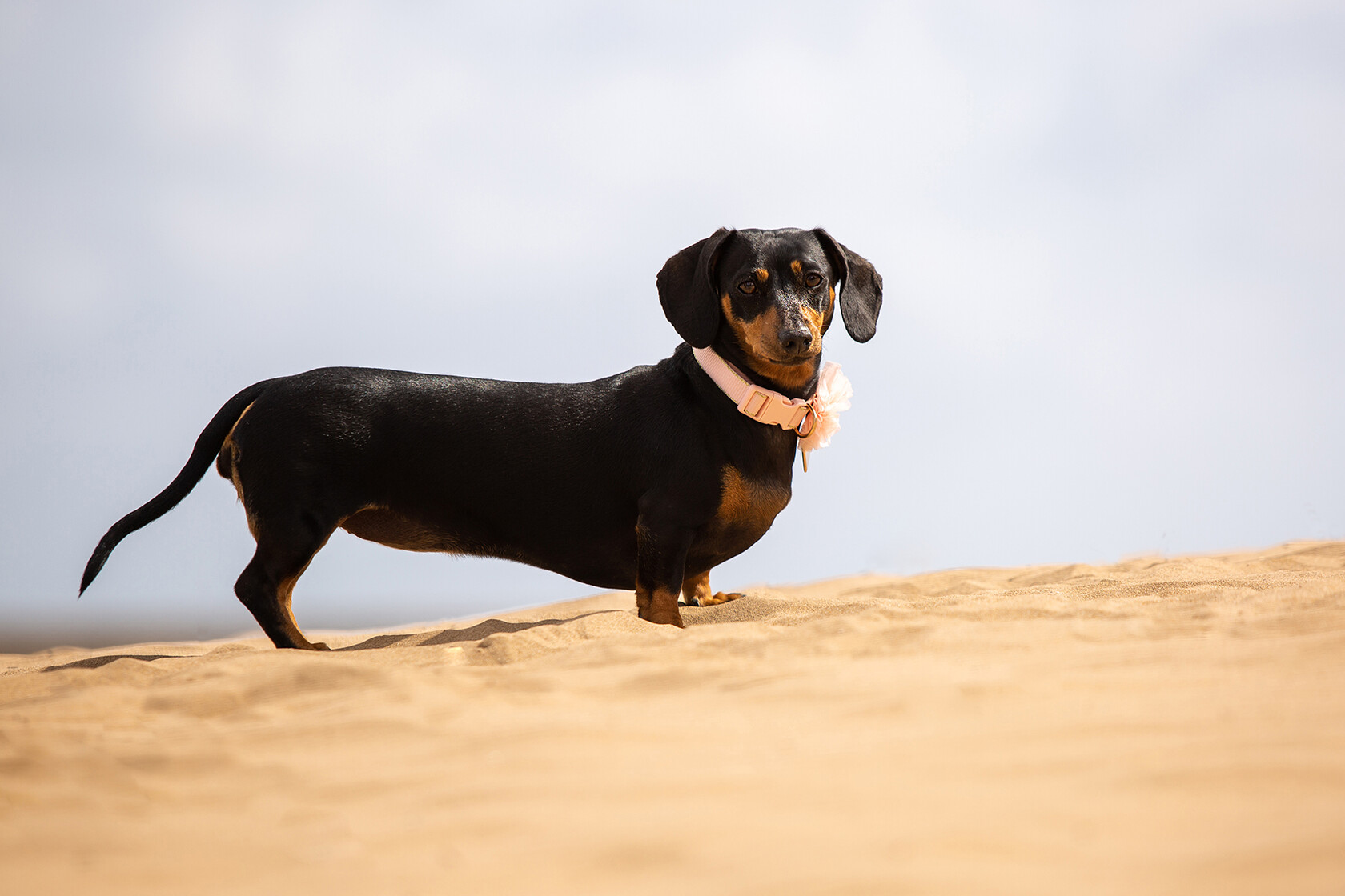 D8C7683-2 
 Keywords: Pet portrait photographer South Wales, cardiff, cardiff location pet portraits cardiff, dog photographer south wales, gundog, location portraits, natural light pet portraits cardiff, paulhindmarshphotography.com, pet portrait photographers UK, pet portrait photographers cardiff, pet portrait photographers wales, qualified portrait photographers cardiff, small dog, south wales pet portraits, terrier spaniel, © 2022 dog photographer cardiff, © 2023 paulhindmarshphotography, © 2024