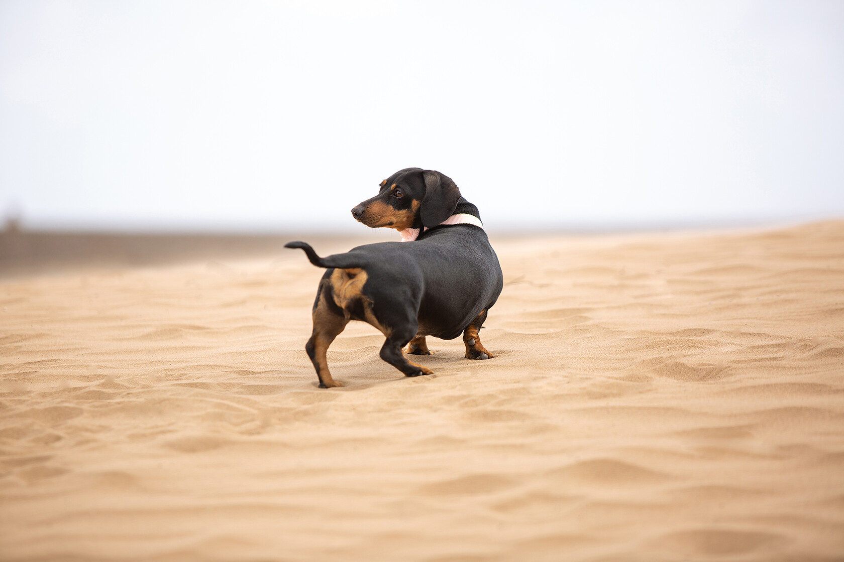 D8C7666 
 Keywords: Pet portrait photographer South Wales, cardiff, cardiff location pet portraits cardiff, dog photographer south wales, gundog, location portraits, natural light pet portraits cardiff, paulhindmarshphotography.com, pet portrait photographers UK, pet portrait photographers cardiff, pet portrait photographers wales, qualified portrait photographers cardiff, small dog, south wales pet portraits, terrier spaniel, © 2022 dog photographer cardiff, © 2023 paulhindmarshphotography, © 2024