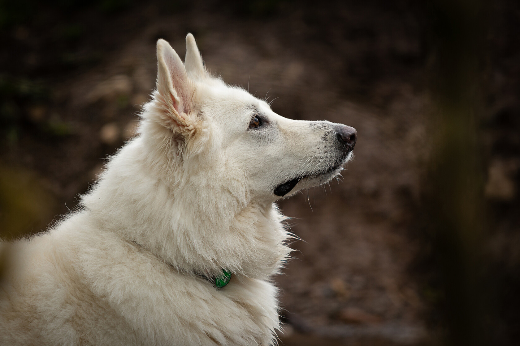 D8C6402 
 Keywords: Pet portrait photographer South Wales, cardiff, cardiff location pet portraits cardiff, dog photographer south wales, gundog, location portraits, natural light pet portraits cardiff, paulhindmarshphotography.com, pet portrait photographers UK, pet portrait photographers cardiff, pet portrait photographers wales, qualified portrait photographers cardiff, small dog, south wales pet portraits, terrier spaniel, © 2022 dog photographer cardiff, © 2023 paulhindmarshphotography, © 2024